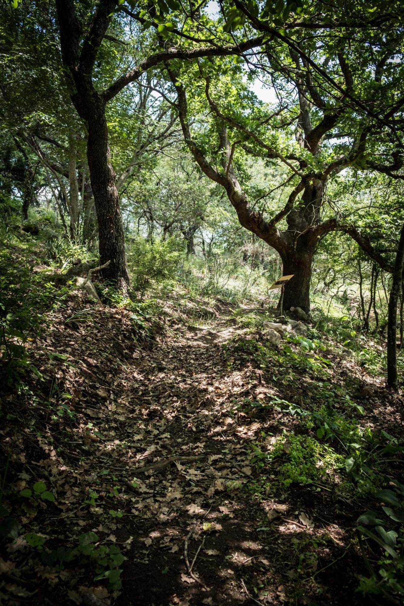 Azienda Agricola Biologica La Cardellina Tolfa Екстер'єр фото